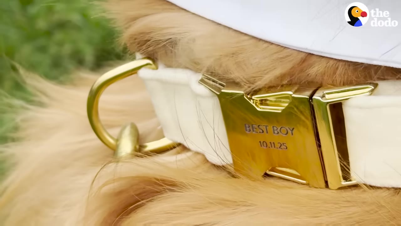 A close-up of a golden dog's neck wearing a white collar with a gold buckle engraved with the words 'BEST BOY 10.11.25'.