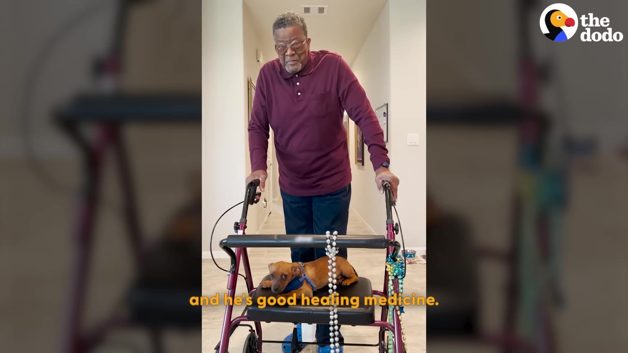 An elderly man stands behind a walker in a hallway, while a small brown dog sits on the walker's seat looking forward.