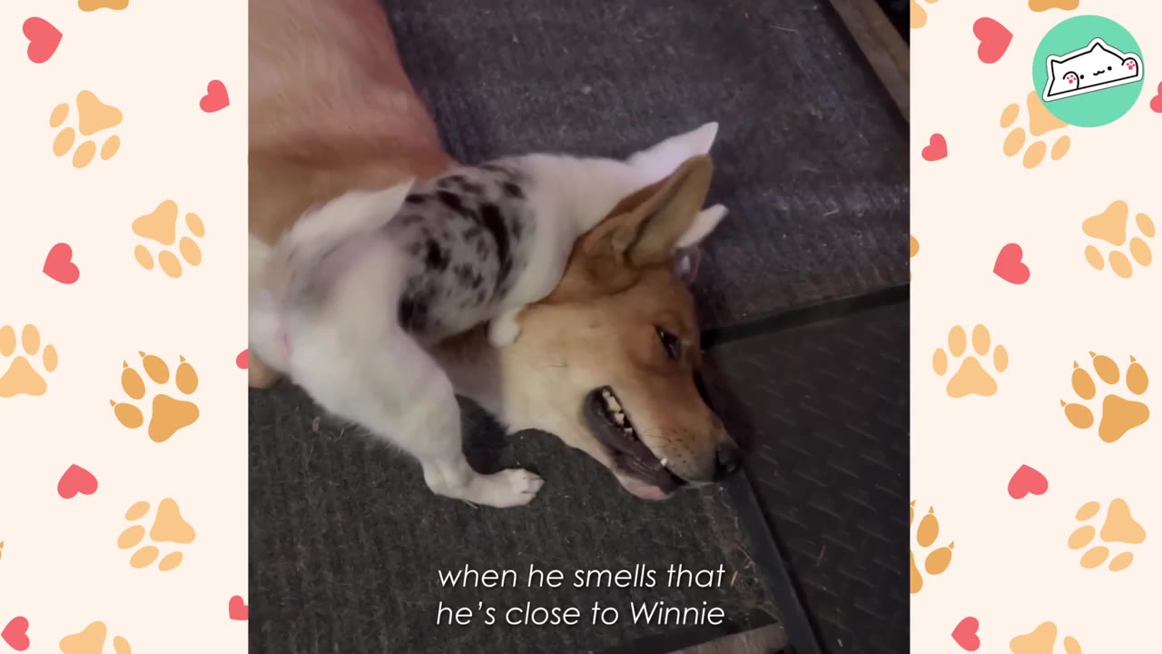 A small white and black spotted puppy climbs on top of the head of a larger tan dog who lies patiently on the floor.