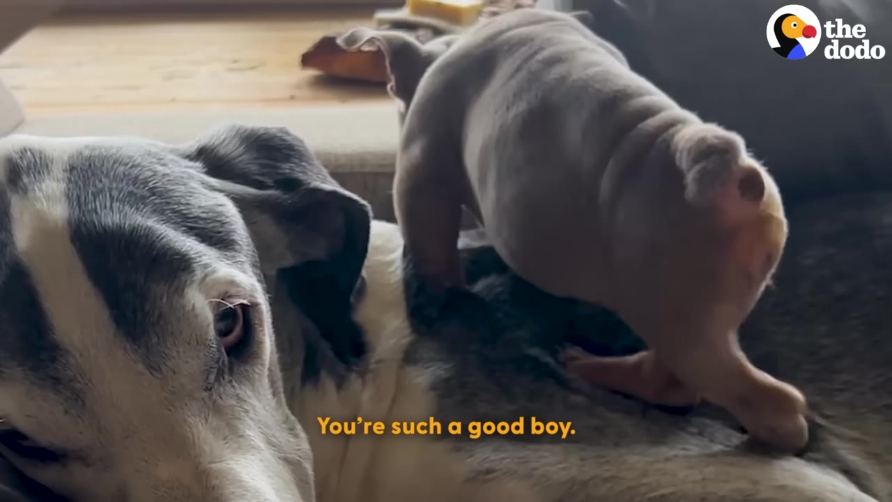 A large grey and white dog lies patiently as a small puppy climbs onto his back.