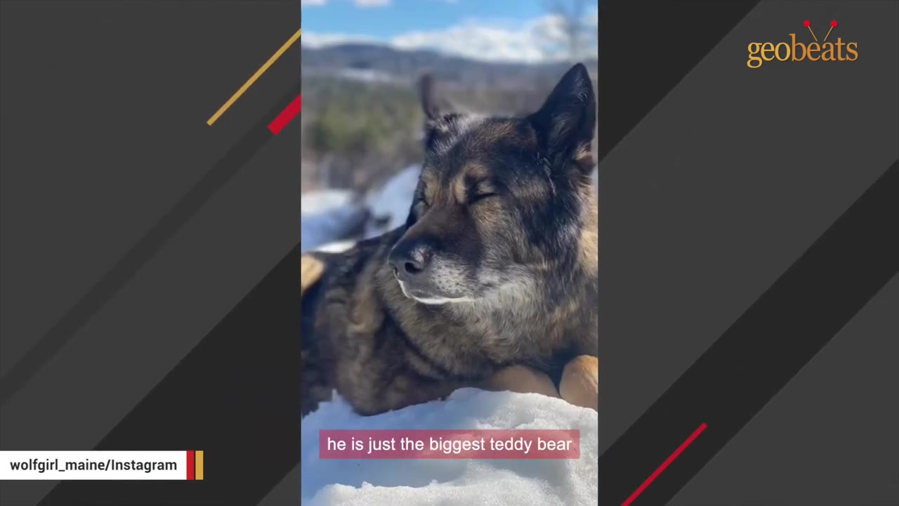 A large, dark-furred wolfdog lies peacefully in the snow with its eyes closed, basking in the sunlight.