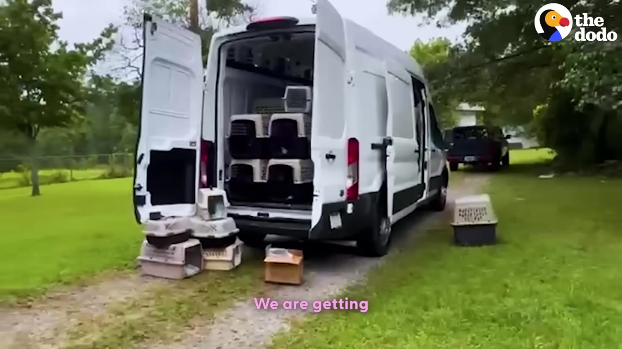 A white transport van with its rear doors open, loaded with several dog crates and carriers parked on a grassy path.