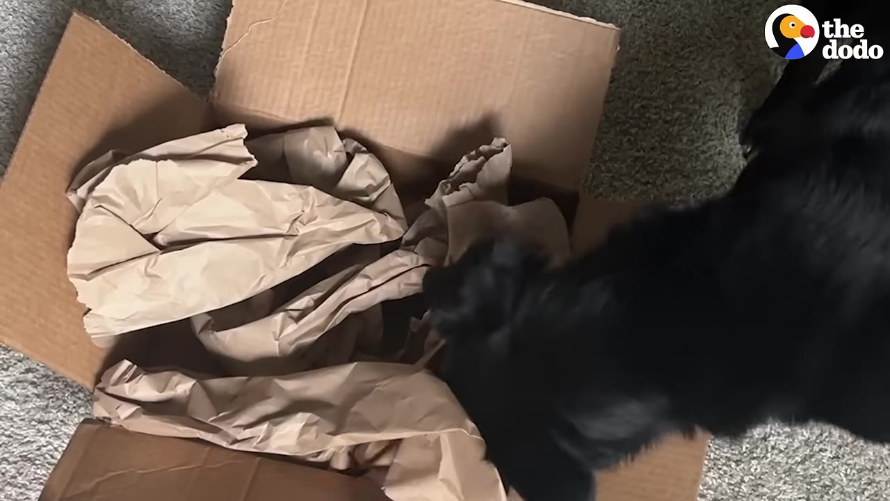 A black dog sniffing inside an open cardboard box filled with crumpled brown packing paper.