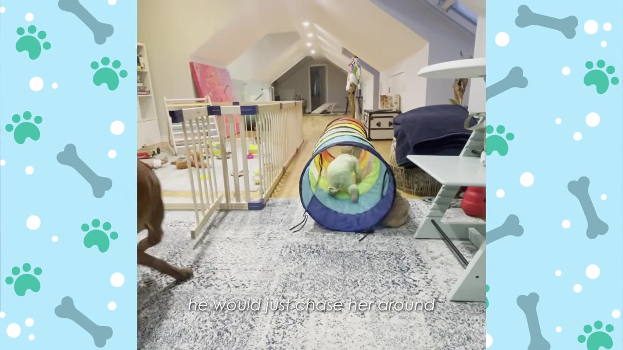 A baby in a light green outfit crawls through a colorful play tunnel on a grey rug, while a brown dog is partially visible on the left.