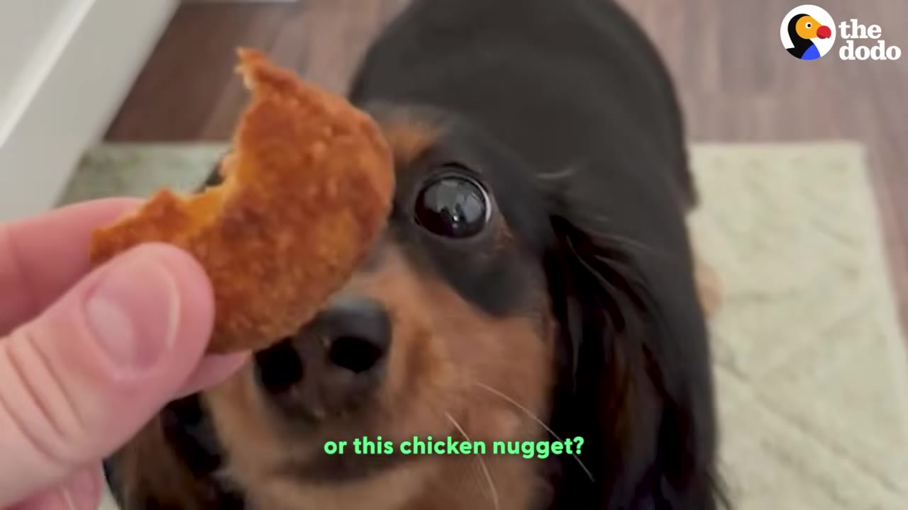 A close-up shot of a hand holding a piece of a chicken nugget in front of a black and tan dachshund's face.