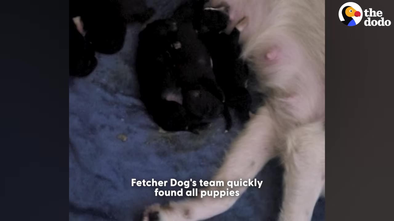 A mother dog lying on a blue blanket next to a cluster of small, black newborn puppies.