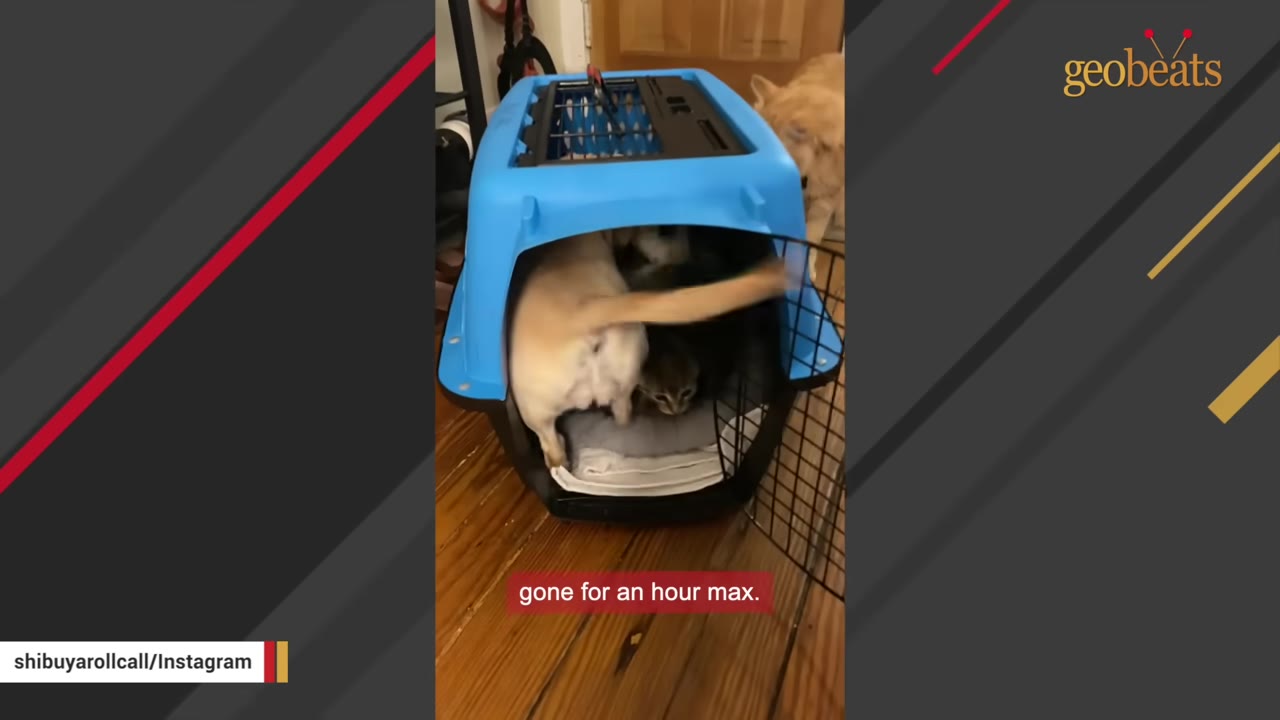 A tan dog sticks its head inside a blue plastic pet crate containing small kittens.
