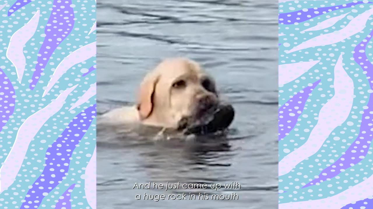 A yellow Labrador retriever swims in a lake with a large dark rock held in its mouth.