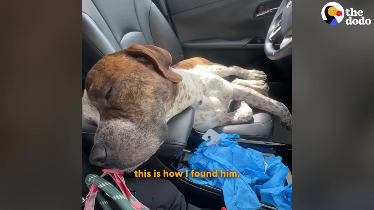 A brown and white dog named Bruno lies asleep across the center console and driver's seat of a car, with the steering wheel visible in the background.