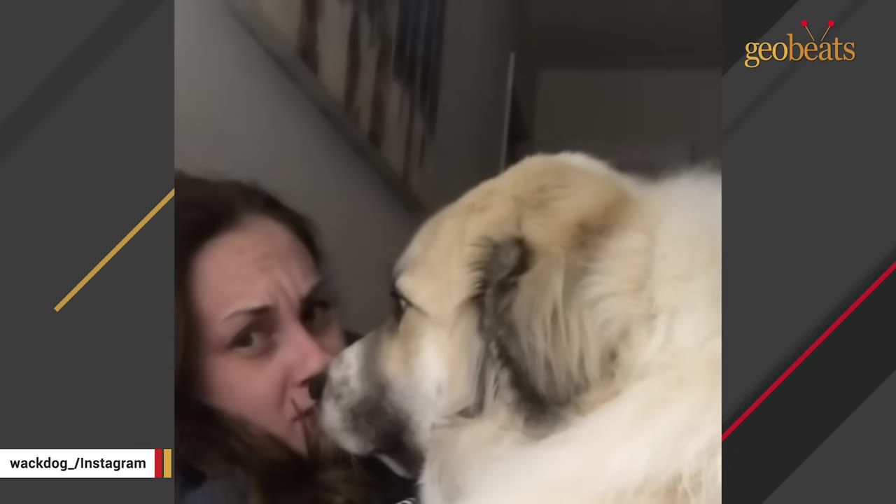 A woman looks affectionately at a large, fluffy tan and white dog sitting close to her face.
