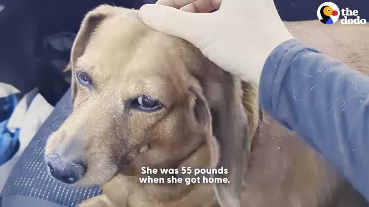 A close-up of a light brown dachshund being petted on the head by a person wearing a white glove, with text overlay reading 'She was 55 pounds when she got home.'