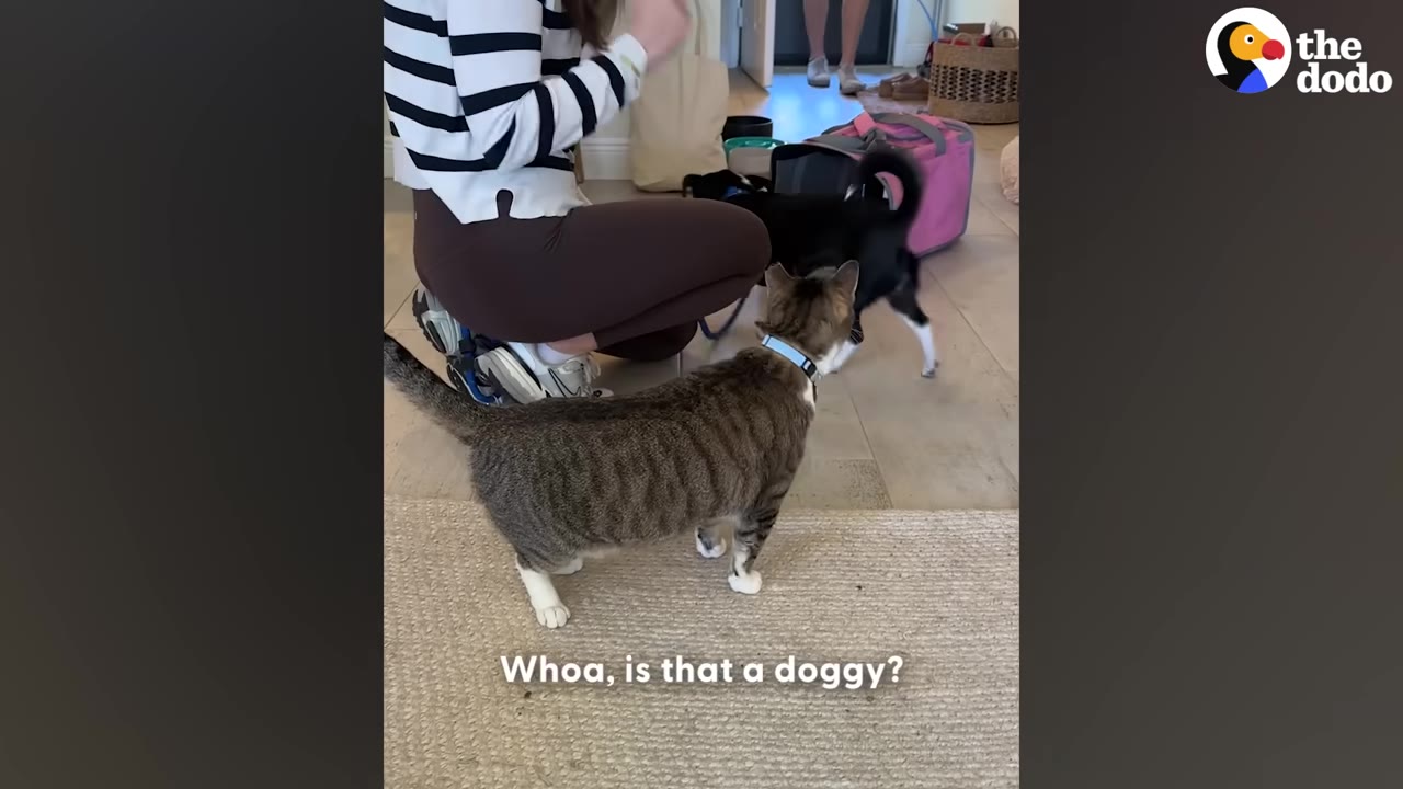 A small black and white dog steps out of a pink pet carrier on a tiled floor, while a tabby cat stands nearby watching it curiously.