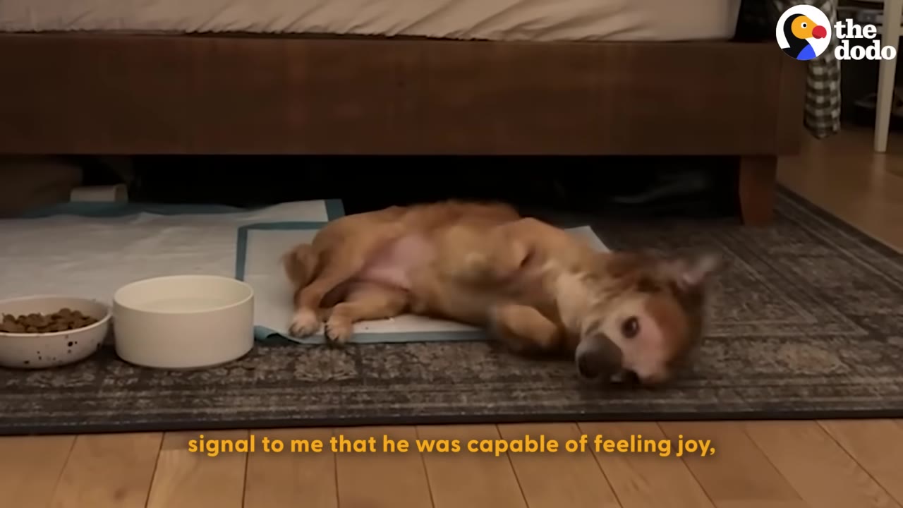 A small brown dog rolls onto his back on a mat next to his food and water bowls, showing a sign of joy.