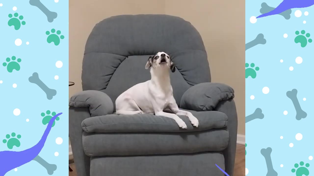 A small white dog with black ears sits on a grey armchair, tilting its head back to howl.