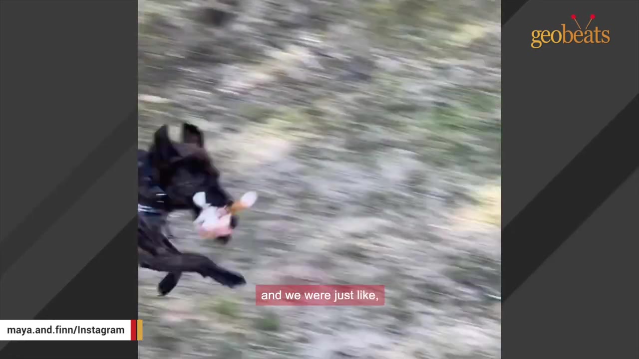A dark-colored dog running quickly across a grassy yard with a toy in its mouth.