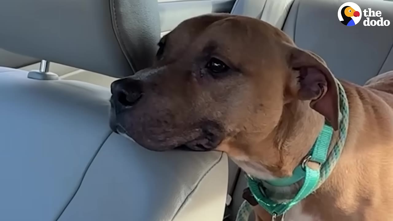 A close-up of a brown dog wearing a turquoise collar, resting his chin on the back of a grey car seat during a ride.