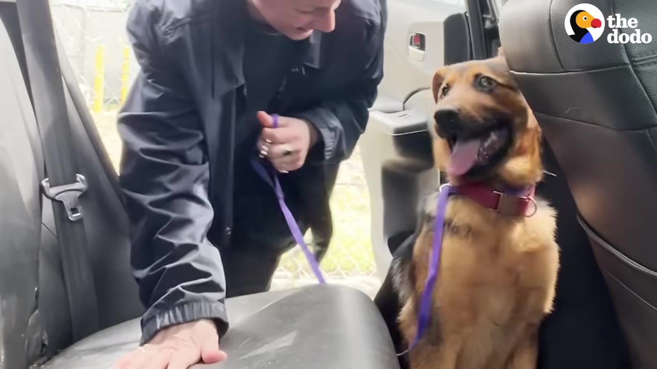 A brown and black puppy with a purple leash sits in the back seat of a car, looking up happily at a person leaning in to help.