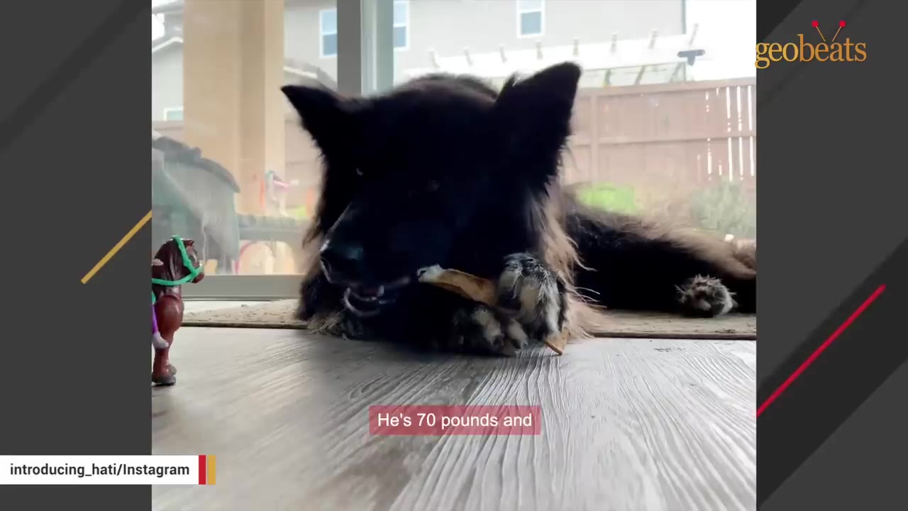 A large, fluffy black dog with a dark coat lies on a wooden floor, looking forward with bright eyes next to a small toy horse figurine.