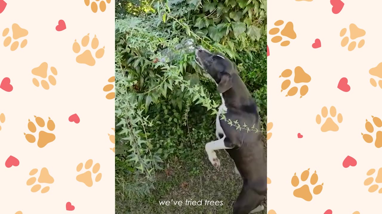 A black and white dog stands on its hind legs to reach a clear plastic bottle hidden in a leafy green bush.