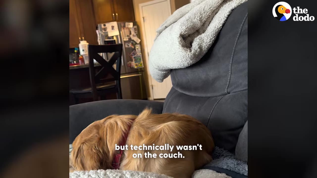 A golden retriever curled up on a grey armchair.