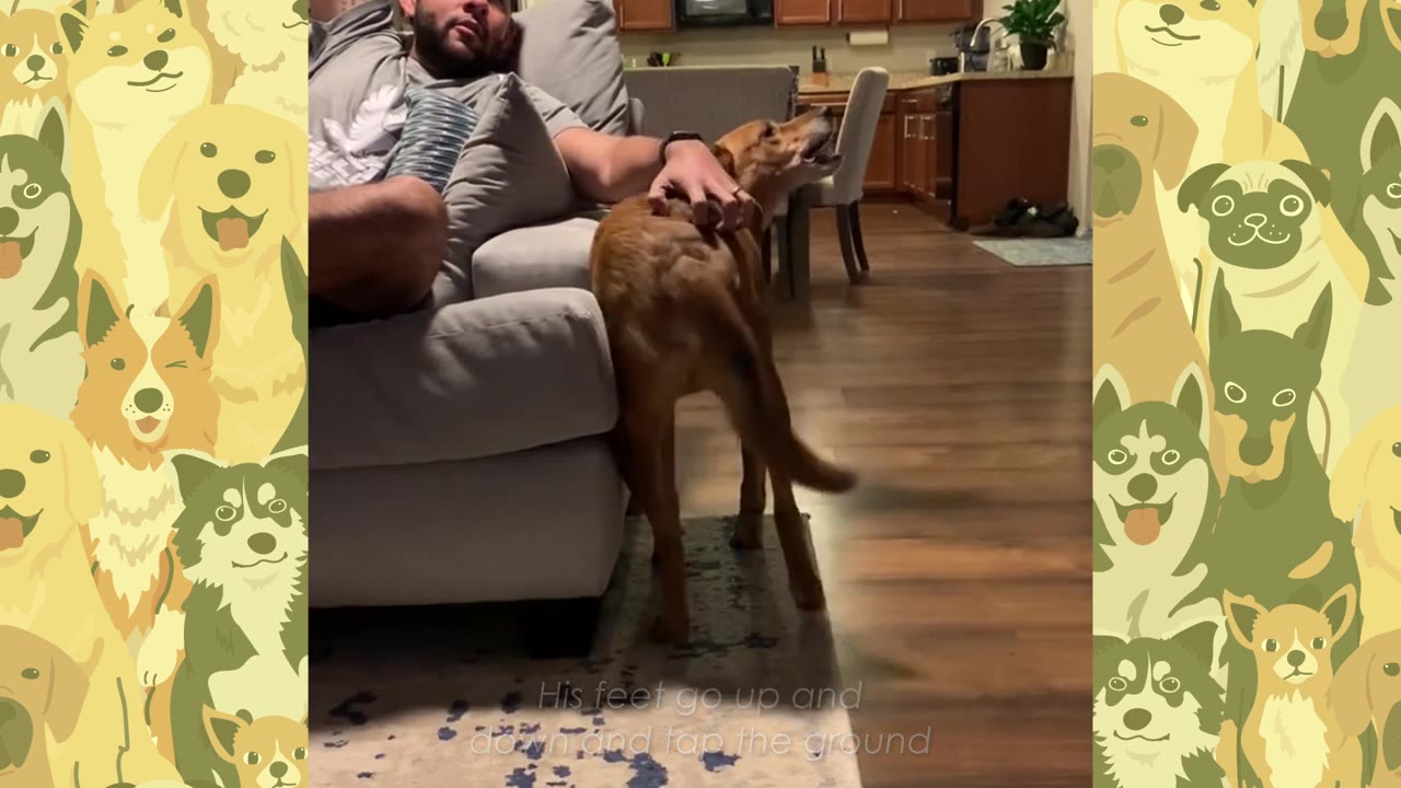 A brown dog stands next to a grey couch while a man sitting on the couch scratches its back, causing the dog to tilt its head up in enjoyment.