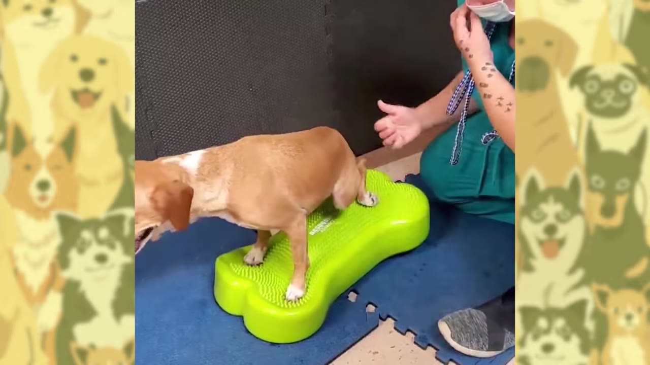 A tan and white dog stands on a green, bone-shaped balance pad during a physical therapy session, assisted by a person in green scrubs.