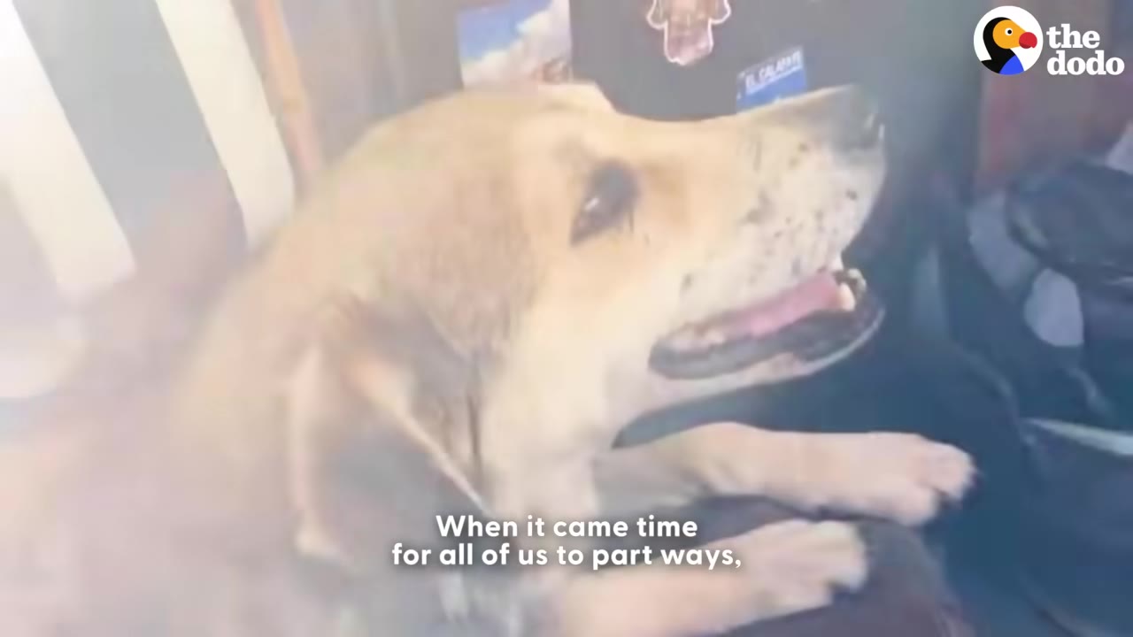 A close-up shot of a light brown dog looking up with its mouth slightly open, with text overlay reading 'When it came time for all of us to part ways,'.