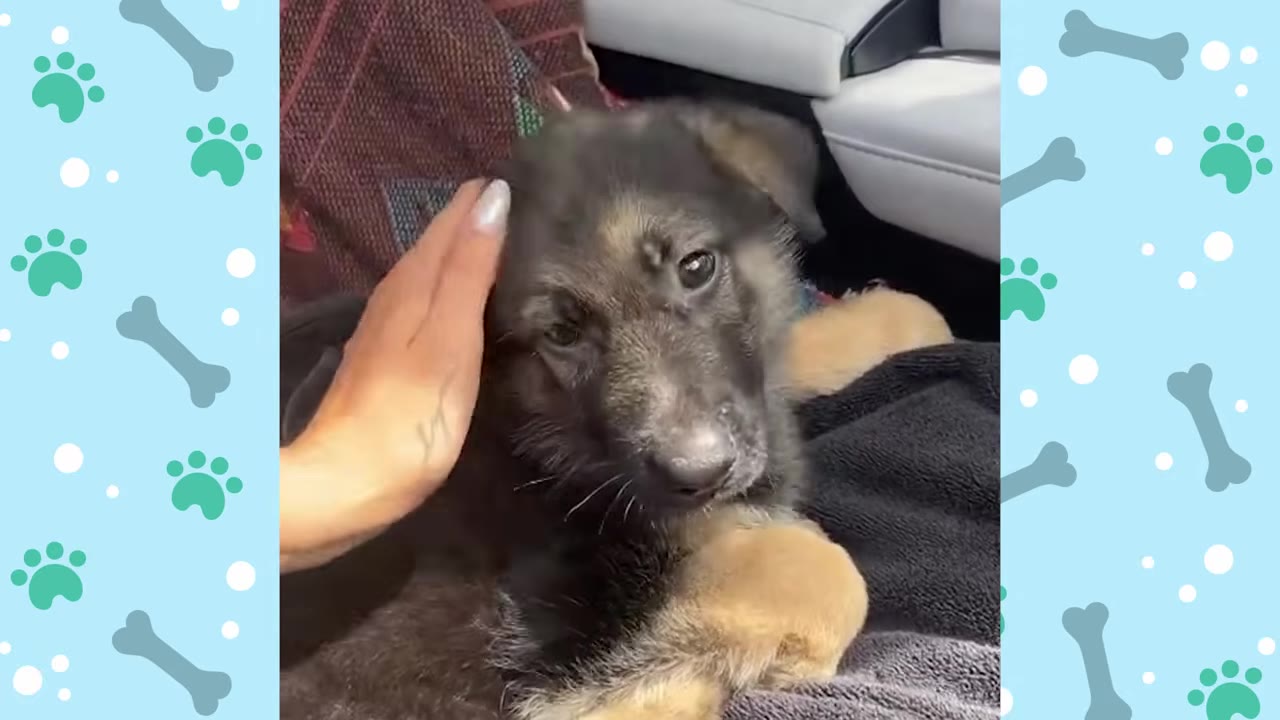 A close-up of a German Shepherd puppy being gently petted on the head by a person's hand inside a car.