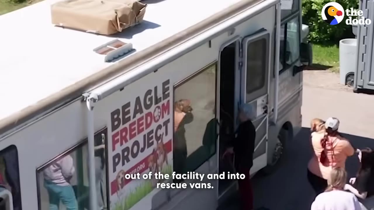 An overhead shot of a white Beagle Freedom Project rescue van with people gathered near the open door to load or unload dogs.