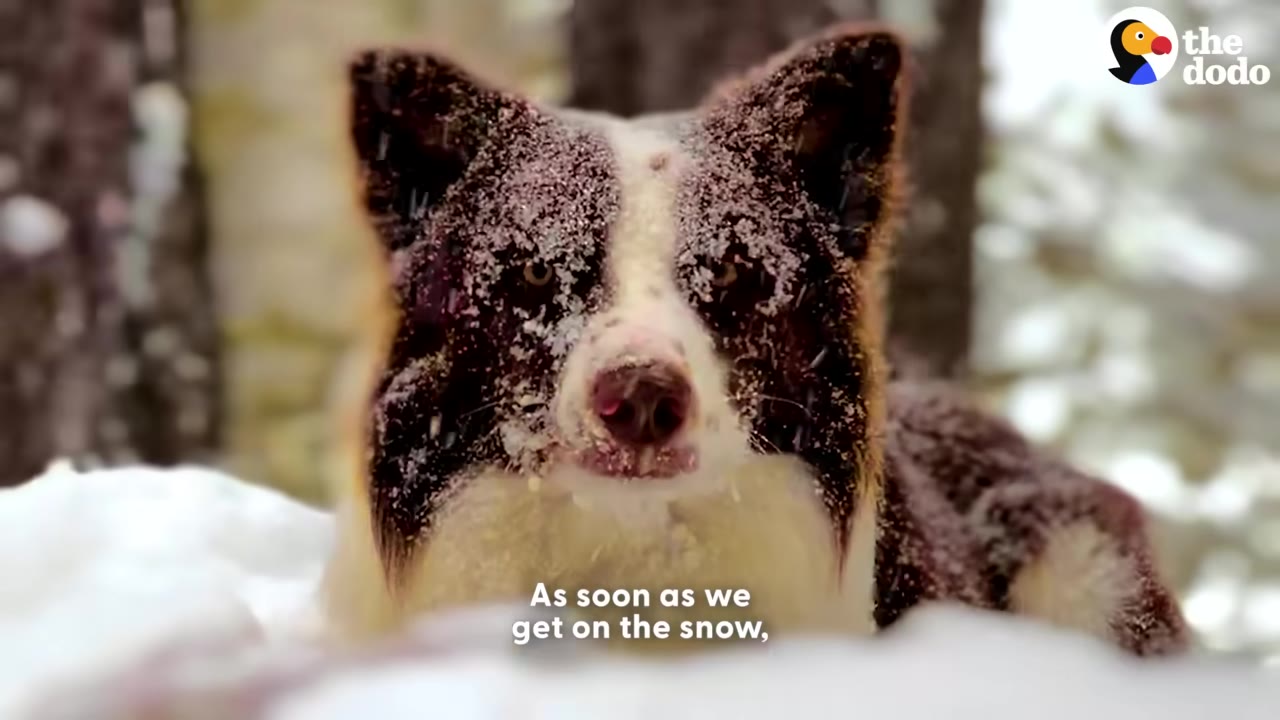 A close-up portrait of a brown and white dog with snow dusted on its face and ears, looking directly at the camera in a snowy forest setting.