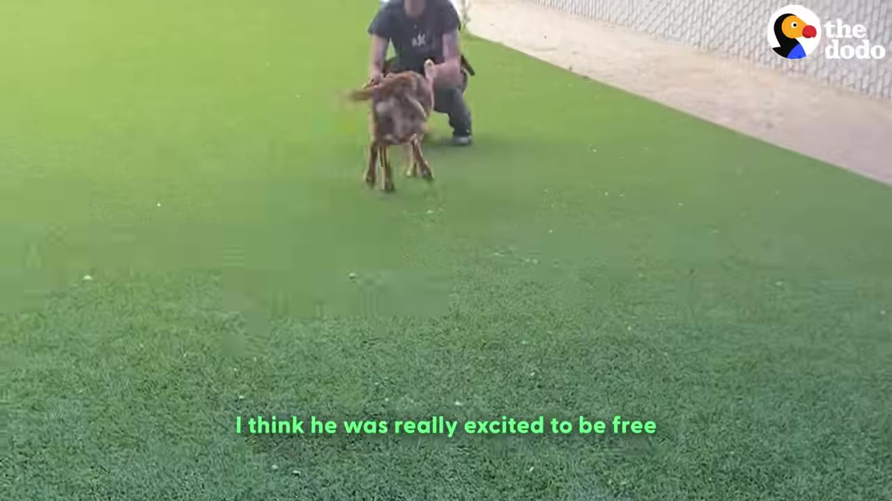 A brown dog runs excitedly across a green turf field at a shelter, with a person kneeling in the background.