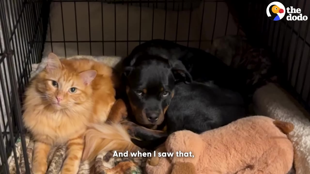 A fluffy orange cat and a small black puppy lie close together inside a wire dog kennel.