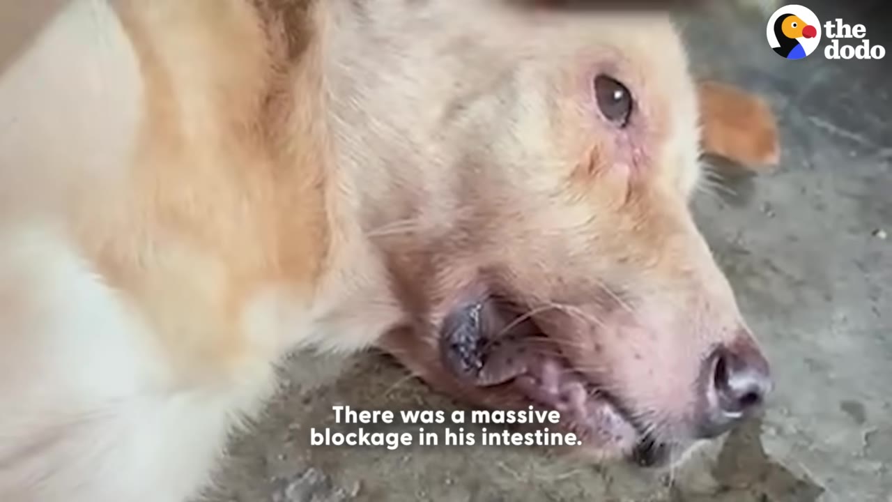 A close-up of a light brown dog lying down, with text overlay reading 'There was a massive blockage in his intestine.'