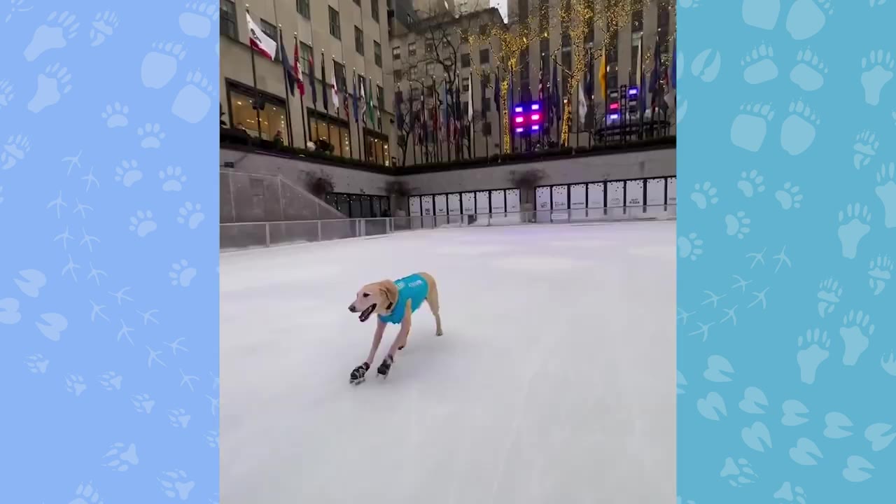 A yellow Labrador retriever wearing a blue vest and ice skates glides across an outdoor ice rink.