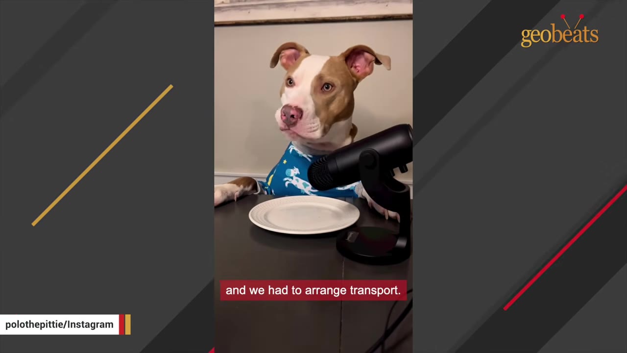 A brown and white pit bull wearing a blue patterned shirt sits at a table in front of a microphone and an empty white plate.