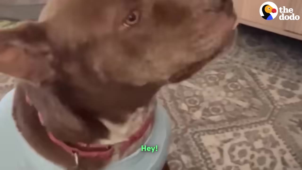 A brown dog wearing a light blue shirt and a red collar looks up while sitting on a patterned rug indoors.