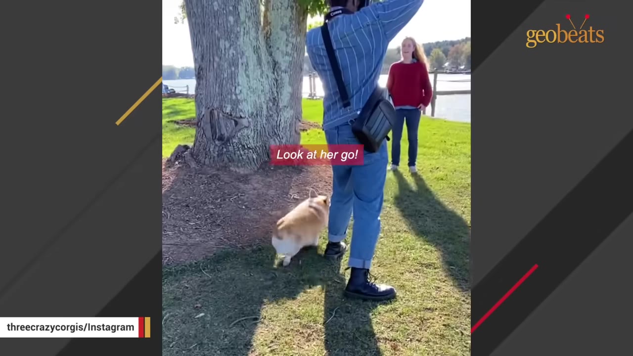 A corgi walks on the grass towards a photographer holding a camera, with a woman in a red sweater standing in the background near a tree.