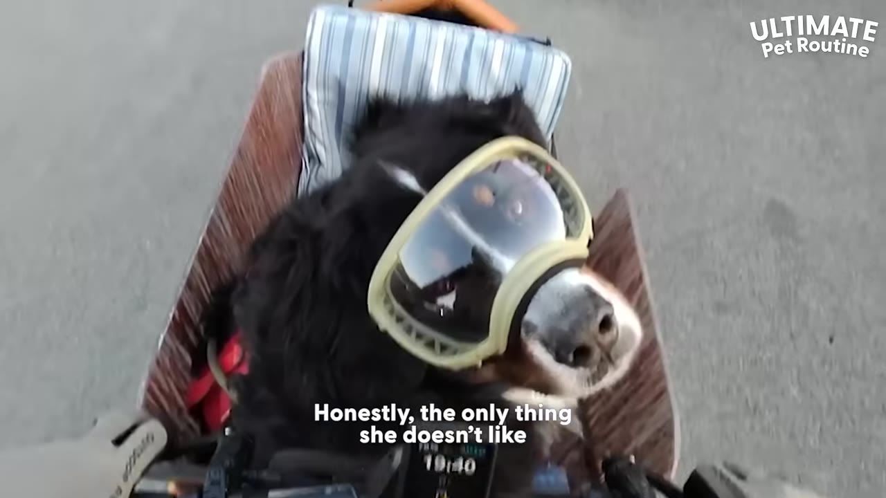 A close-up shot of Pickle, a black and white dog, wearing protective goggles while riding in a carrier, with the subtitle 'Honestly, the only thing she doesn't like' visible at the bottom.