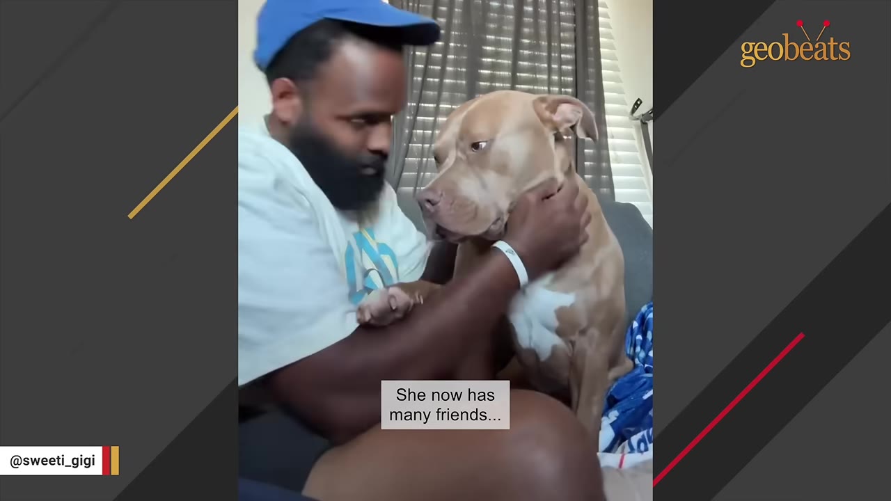 A man with a beard and blue cap gently holds the face of a tan and white pit bull dog sitting next to him on a couch.