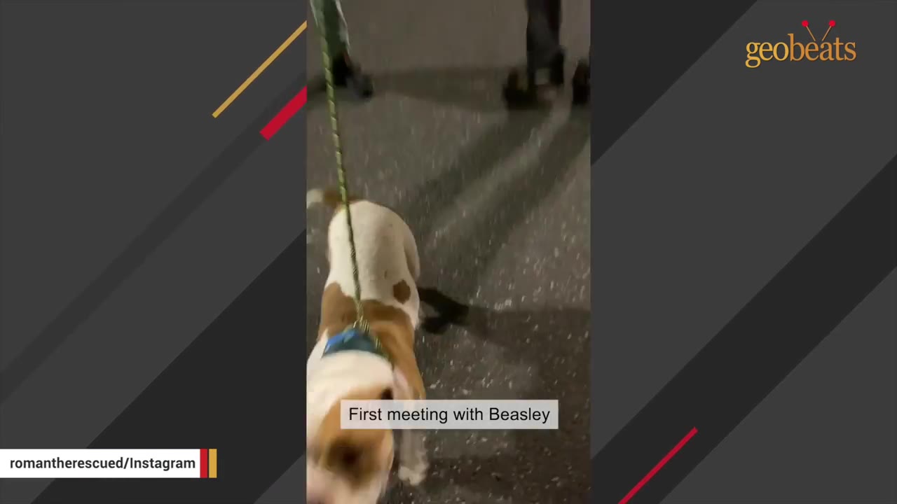 A brown and white dog on a green leash walking on pavement at night, with a text overlay reading 'First meeting with Beasley'.