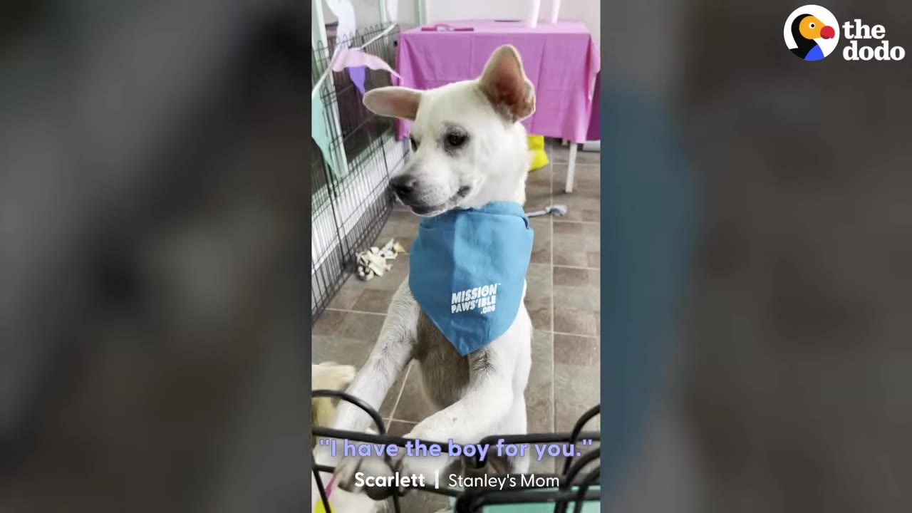 A white dog wearing a blue bandana that says 'Mission Paws'ible' stands on its hind legs behind a wire fence, with text overlay reading 'I have the boy for you.'