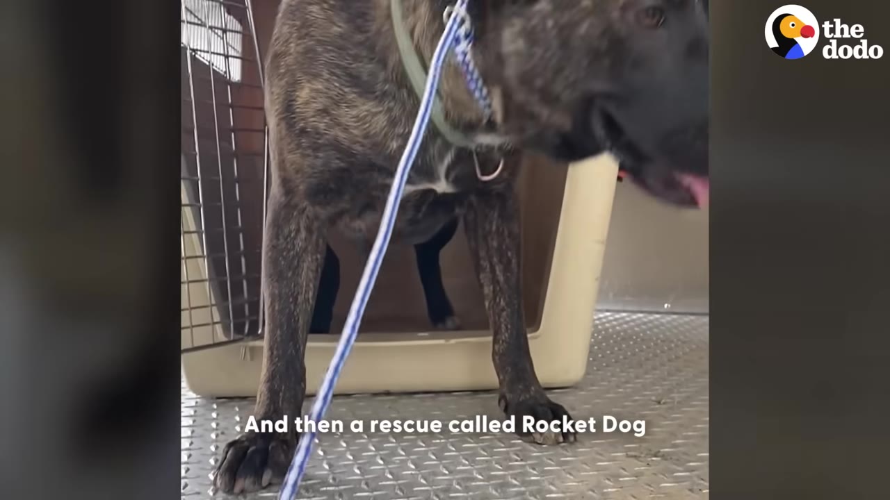A brindle dog on a leash steps out of a plastic pet carrier crate.