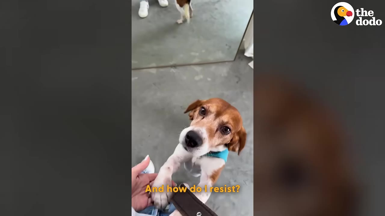A close-up shot of a brown and white dog looking up trustingly as it places its paw onto a person's open hand.