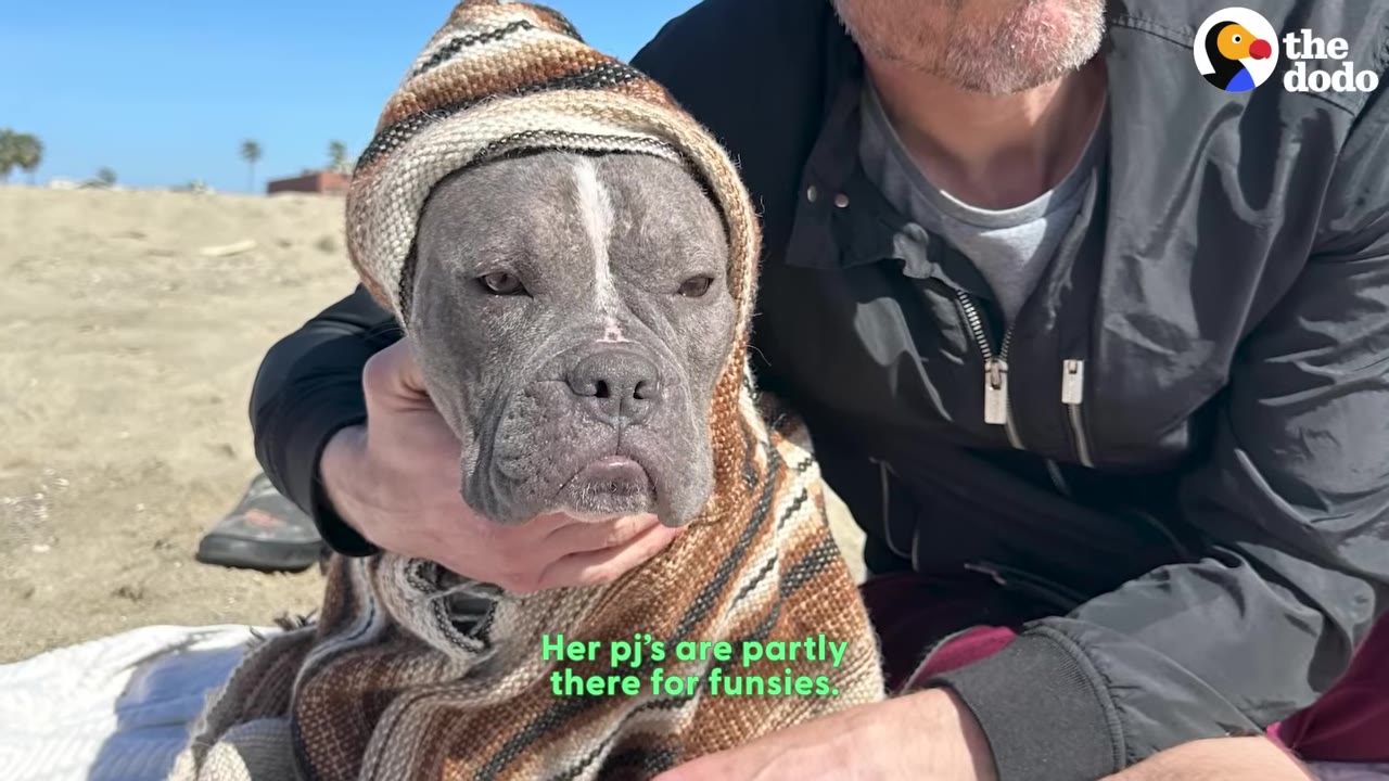 A grey pit bull wearing a brown and beige striped knit poncho with a hood, sitting on a sandy beach next to a person.