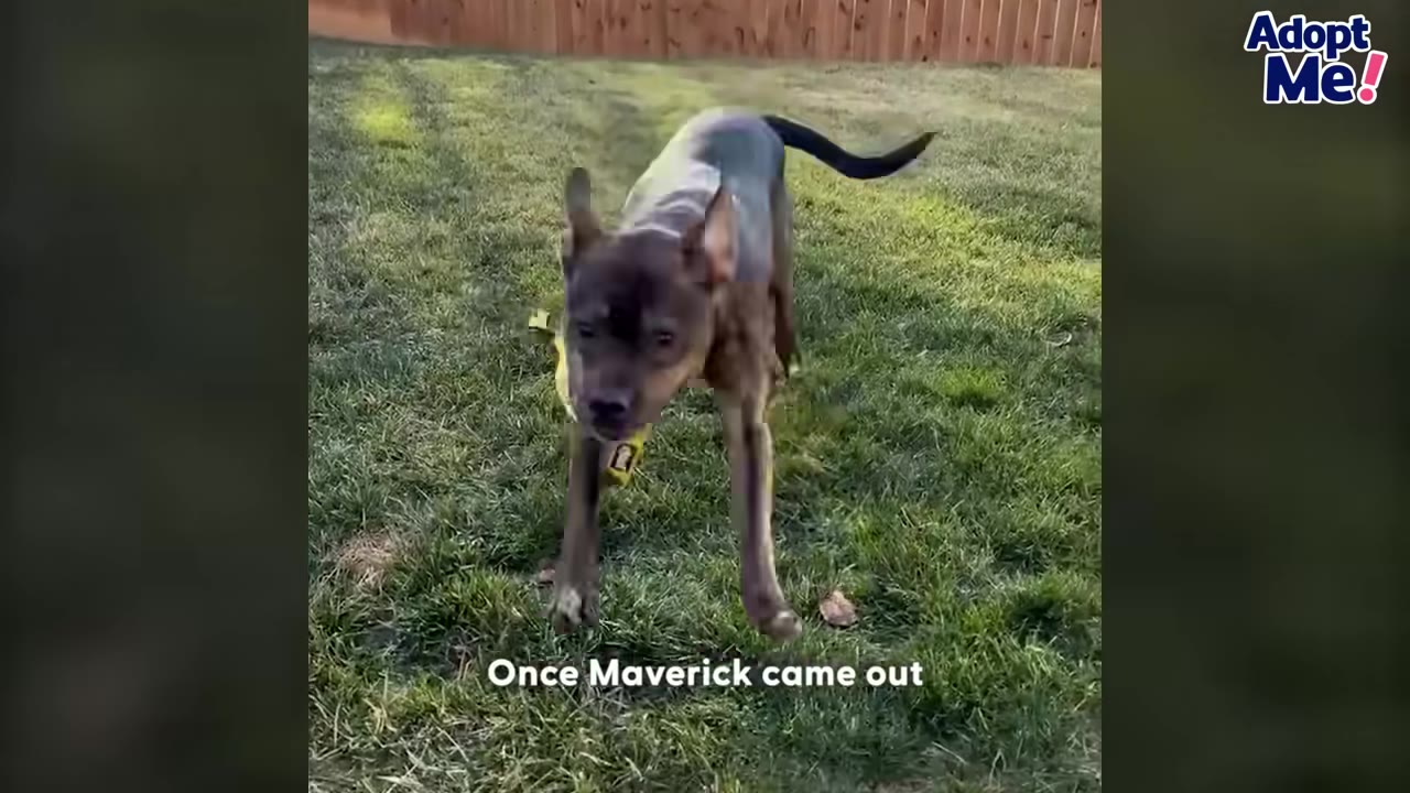 A brown dog standing on a green grassy lawn in a backyard.