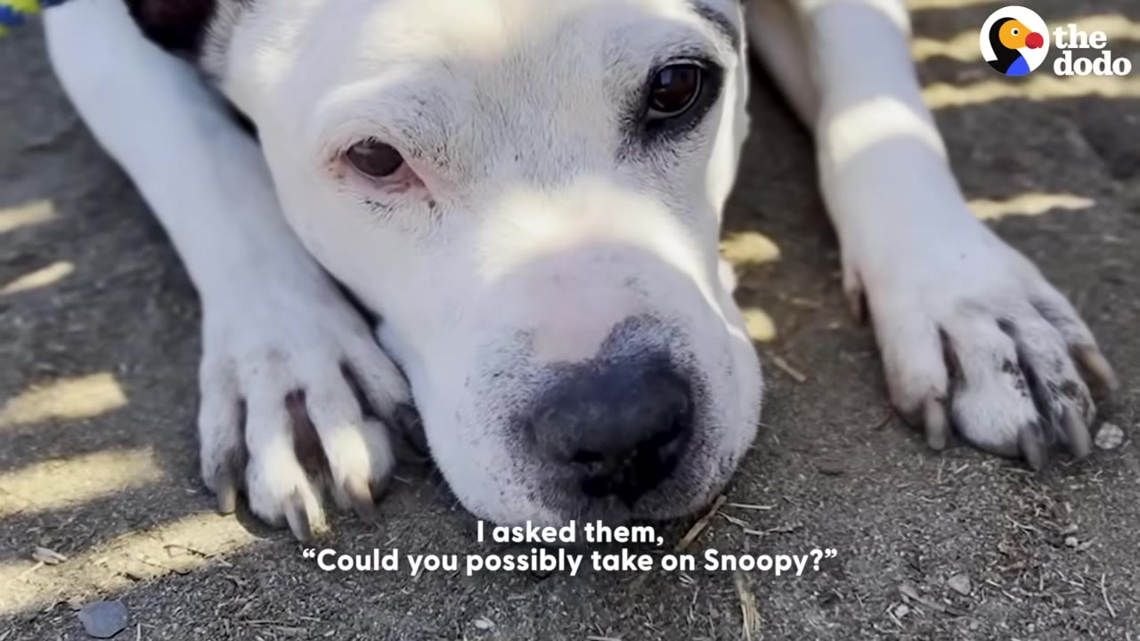 A close-up shot of a white dog with black patches lying on the ground, with text on screen reading, 'I asked them, "Could you possibly take on Snoopy?"'