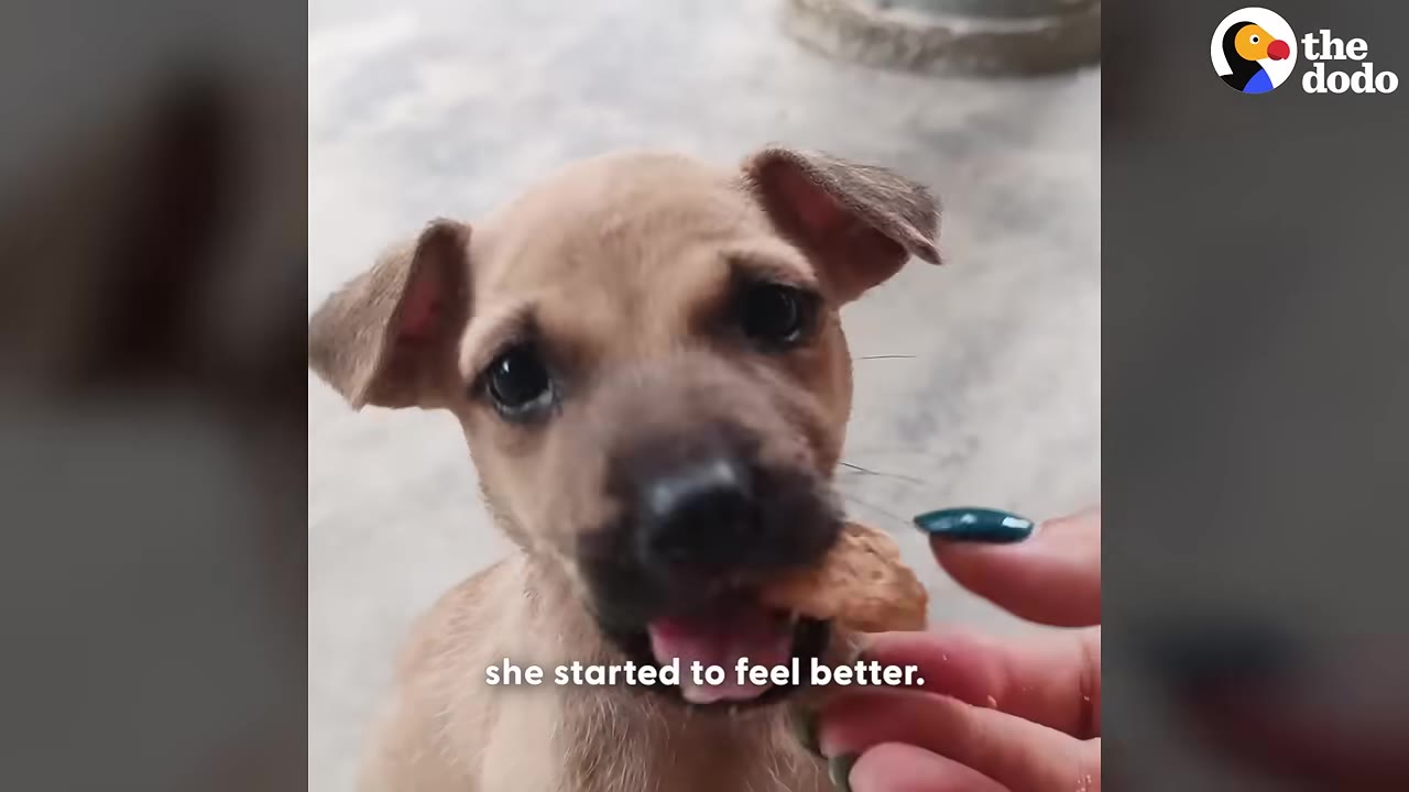 A close-up of a small light brown puppy looking directly at the camera while being hand-fed a treat by a person with teal nail polish.