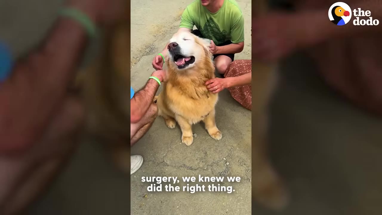 A golden retriever with closed eyes sits happily on the ground while being petted by three people.