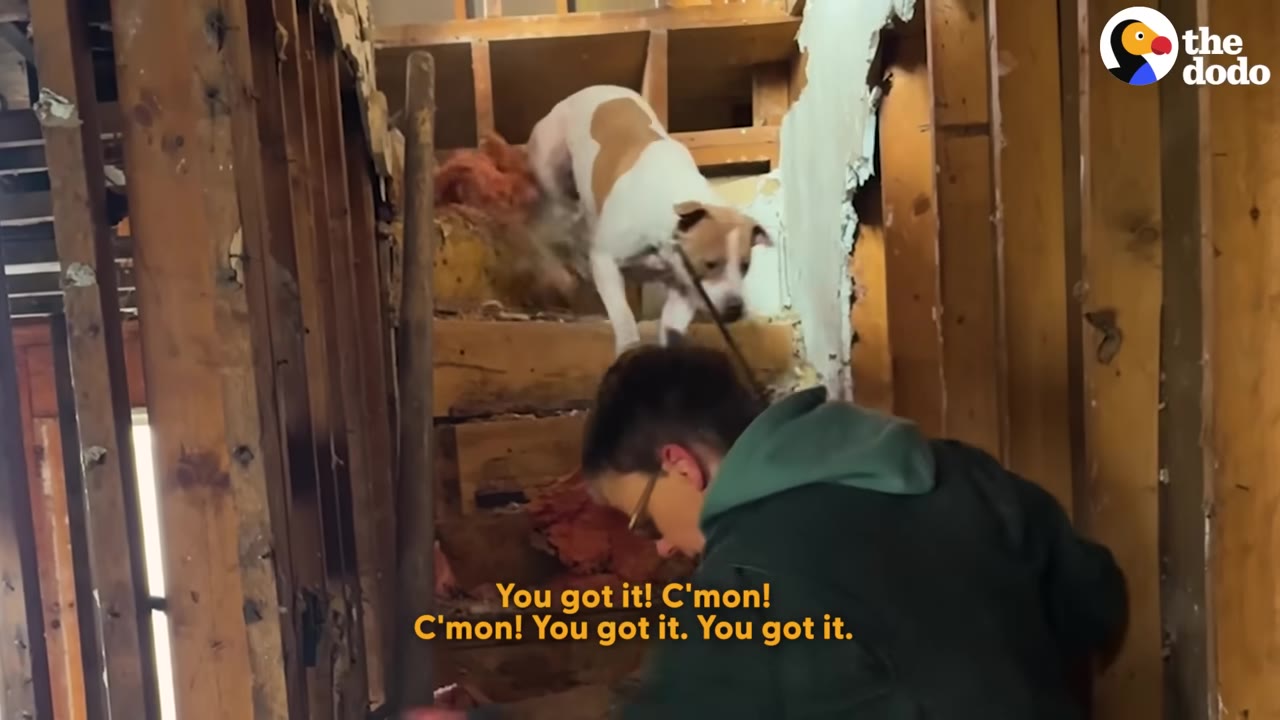 A white and brown dog stands hesitantly on a dilapidated wooden staircase, looking down towards a person in a green jacket who is encouraging it.