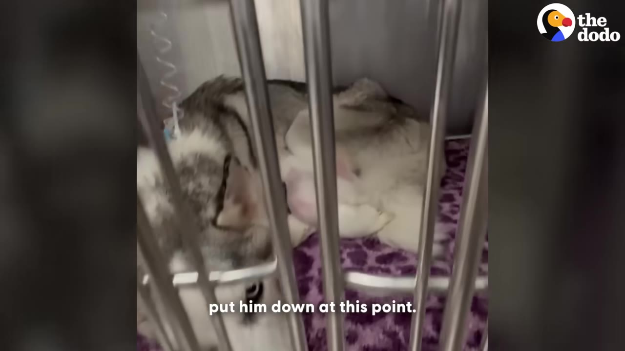 A sick, thin husky dog lies inside a metal veterinary cage on a purple blanket with an IV line attached to its leg.